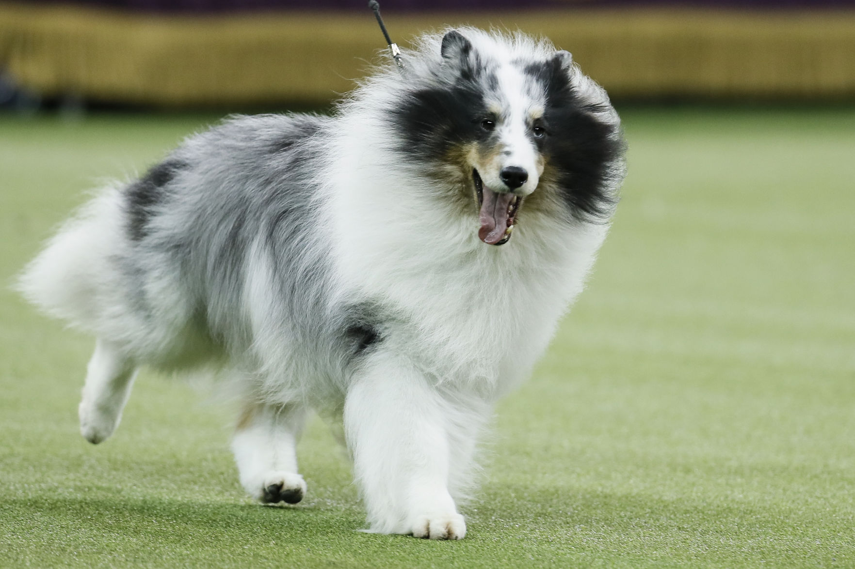 25. Shetland sheepdogs